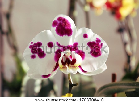 Bright Spring Fantom Beautiful Orchid Flower