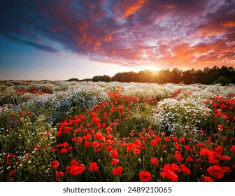 A bright spring field with a carpet of wildflowers at sunset. The concept of ecology. Photo wallpaper. Natural image. Abstract designs and shapes. Agricultural area of Ukraine. Beauty of the earth. - Powered by Shutterstock