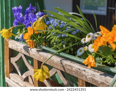 Bright spring flowers in a pot - pansies, daffodils decorate the veranda, terrace of a residential building. Spring in the village, balcony flowers