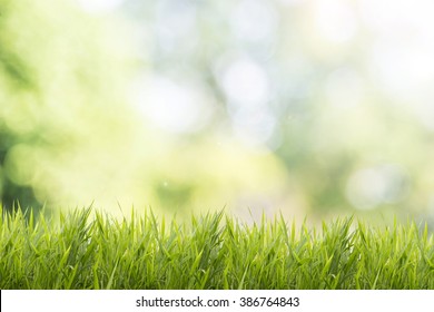 Bright Spring Grass Field With Sunlight Bokeh Background