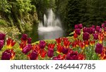   Bright spring tulips in front of the magnificent Ross Fountain at Butchart Gardens, Victoria, BC.                             