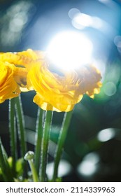 Bright spring yellow ranunculus and spring light