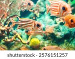 Bright striped squirrelfish and red Soldierfish swimming in aquarium. Nocturnal Redcoat (Sargocentron rubrum) and Blotcheye soldierfish (Myripristis berndti) school of fish swims in deep tropic ocean