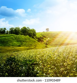 Bright Summer Afternoon.  Natural Backgrounds