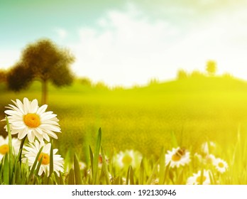 Bright Summer Afternoon. Natural Backgrounds 