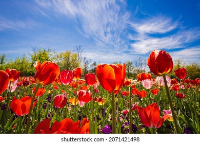 A bright summer day at the Floriade festival in Canberra, Australia with poppies under the bright sky