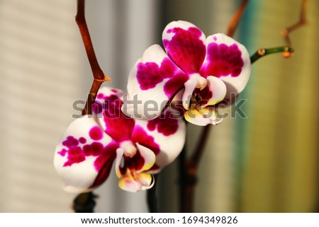 Bright Summer Fantom Polka Dots Beautiful Orchid Flower