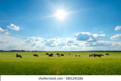 Bright summer field, blue sky and cows