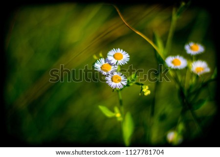 daisies Colour photo