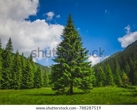 Bright summer landscape alone tender pine-tree in front of the rows of pines in the heart of the Carpathians mountains. Blue Ukrainian sky with rain clouds. Wild nature. Calming countryside scene.