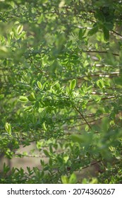 Bright summer natural green leaves on the branches. Spring background is joyful and fresh. - Shutterstock ID 2074360267