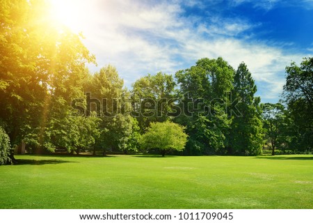 Bright summer sun illuminates park covered trees and green grass