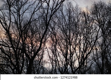 The Bright Sun Behind A Thorny Path