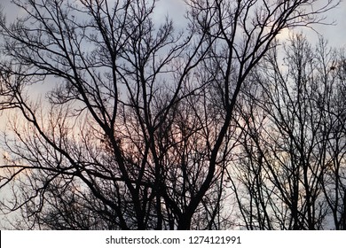 The Bright Sun Behind A Thorny Path