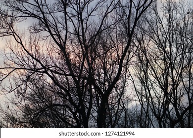 The Bright Sun Behind A Thorny Path