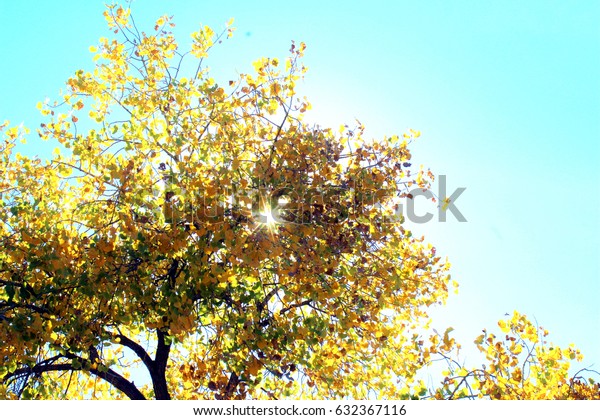 Bright Sun Filtered Through Yellow Cottonwood Stock Photo Edit Now