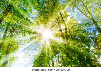 Bright sun in the forest - Powered by Shutterstock