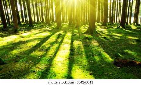 Bright Sun In The Forest  .