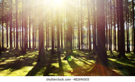 Bright sun in the forest .