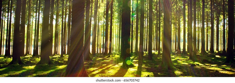 Bright sun in the forest  .