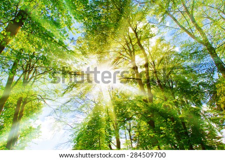 Bright sun in the forest