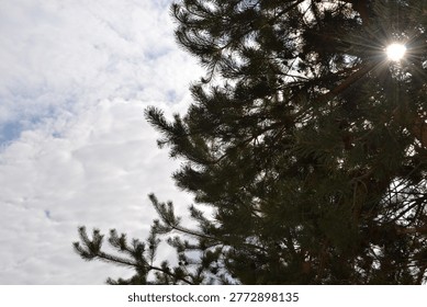 Bright sun rays passing through pine tree branches, creating natural light effect and silhouette against cloudy sky.