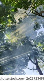 Bright sun rays piercing through thick jungle canopy with visible beams and blue sky in the background.