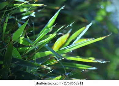 Bright sun rays piercing through dense, lush green foliage and thick tree canopy. Vibrant, juicy green leaves with strong backlighting create a magical, ethereal atmosphere – fresh, energetic and inspiring nature scene.