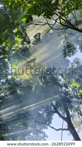 Bright sun rays piercing through thick jungle canopy with visible beams and blue sky in the background.