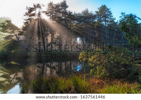 Bright sun shoots rays of light through filted trees that line the bank of Beaver Creek on the Oregon Coast