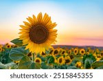 Bright Sunflower Flower: Close-up of a sunflower in full bloom, creating a natural abstract background. Summer time. Field of sunflowers in the warm light of the setting sun. Helianthus annuus.