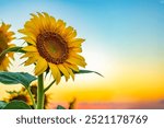 Bright Sunflower Flower: Close-up of a sunflower in full bloom, creating a natural abstract background. Field of sunflowers in the warm light of the setting sun. Helianthus annuus. Free space.