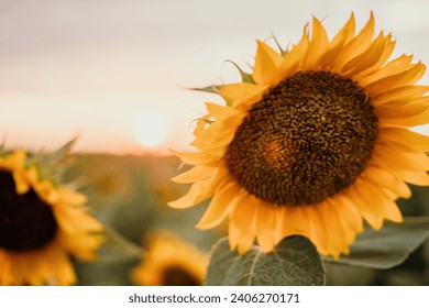 Bright Sunflower Flower: Close-up of a sunflower in full bloom, creating a natural abstract background. Summer time. Field of sunflowers in the warm light of the setting sun. Helianthus annuus.