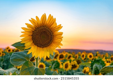 Bright Sunflower Flower: Close-up of a sunflower in full bloom, creating a natural abstract background. Summer time. Field of sunflowers in the warm light of the setting sun. Helianthus annuus. - Powered by Shutterstock