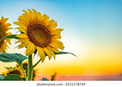 Bright Sunflower Flower: Close-up of a sunflower in full bloom, creating a natural abstract background. Field of sunflowers in the warm light of the setting sun. Helianthus annuus. Free space.