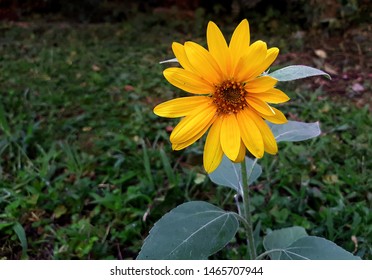bright sunflower in the foreground against the backdrop of a lawn