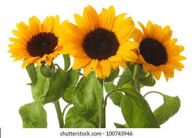 Bright sunflower isolated on white background