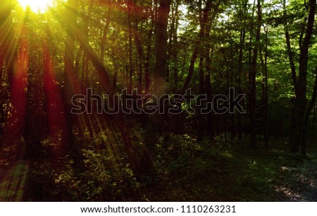 Bright sunlight beaming through forest trees, with specular highlights                               