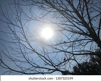 Bright Sunlight Through Tree Branches