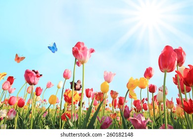 heller Sonnentag im Mai mit Tulpenfeld in verschiedenen Farben