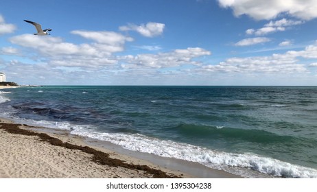 Plage De Miami Görseller Stok Fotoğraflar Ve Vektörler