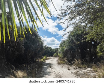 A bright and sunny floral and overgrown walkway in Florida. This tropical landscape scene of a rural yet forested area in the sunshine state shows the beautiful coastal vibe. Venice Florida.