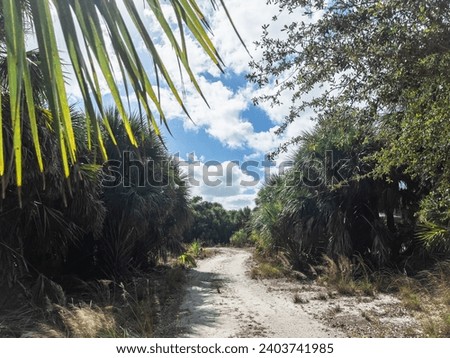 A bright and sunny floral and overgrown walkway in Florida. This tropical landscape scene of a rural yet forested area in the sunshine state shows the beautiful coastal vibe. Venice Florida.