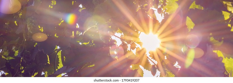 Bright sunny light in Hop garden. Hops trees in sunny day, Germany. Big hop plants in world largest area of hops agriculture, Hallertau, Holledau, Germany, banner - Shutterstock ID 1793419207