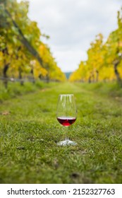 bright sunny lit grape on a vineyard, winery in Martinbourough New Zealand. High quality photo - Shutterstock ID 2152327763