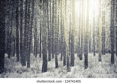 Bright Sunny Pine Forest In The Snow