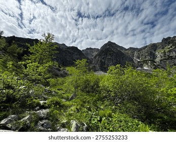 Bright sunny wide angle view of lush vibrant green alpine shrubs deciduous trees and vegetation in foreground below dramatic dark rocky Tatra granite peaks with snow patch under vivid blue sky with dramatic white mackerel clouds. Summer alpine wilderness in Tatra National Park, Zakopane, Poland.