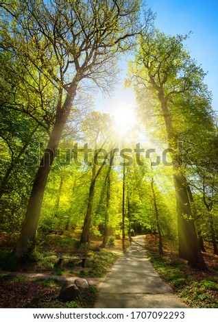 Bright sunrays beautifully falling through the trees of a park, with a path leading uphill towards the sun