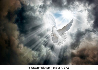 Bright sunrays break through the stormy sky covered with dark clouds and light up a flying white dove