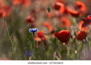Bright sunrise in the poppy field. Red poppies in the light of the setting sun. Rays of setting sun on a poppy field in summer. Rising sun over the red poppy field in summer. Breathtaking landscape.